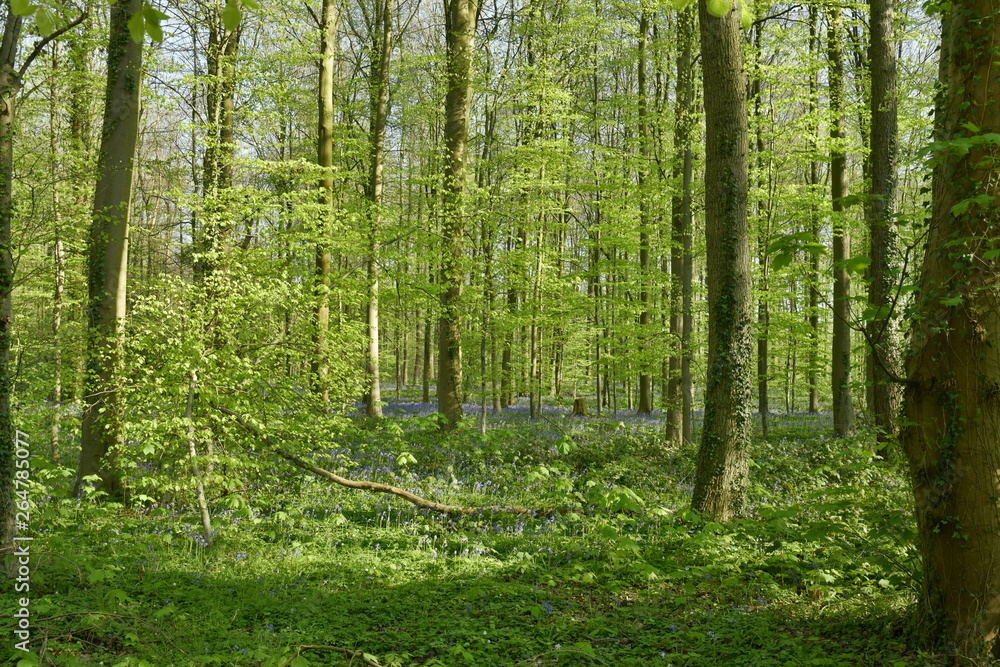 Végétation dense entre les hêtres avec au sol des plantes vertes et surtout la couleur mauve de milliers de jacinthes sauvages à la forêt de Hallerbos près de Halle Végétation dense entre les hêtres avec au sol des plantes vertes et surtout la couleur mauve de milliers de jacinthes sauvages à la forêt de Hallerbos près de Halle