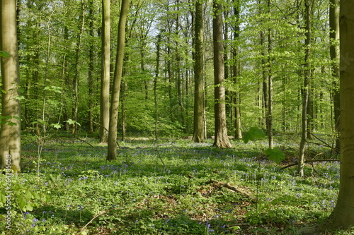 Champs d'orties entre les hêtres au Hallerbos près de Halle