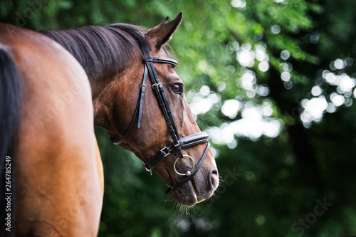 Bay warmblood gelding horse in summer with green bokeh © Luckyshots