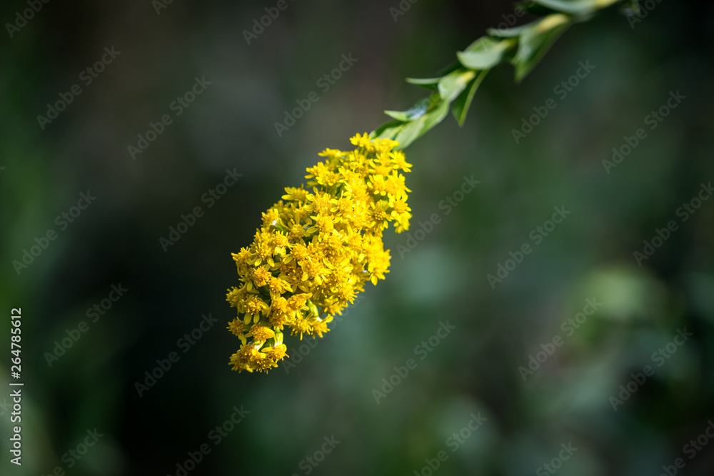 Goldenrod flower blooming with deep greenery background. Selected focus and close up photo. Goldenrod flower blooming with deep greenery background. Selected focus and close up photo.