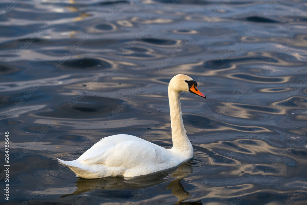 Close-up portrait of a white Swan on the water. Close-up portrait of a white Swan on the water.