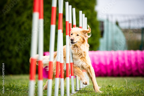 dog agility golden hovawart photo