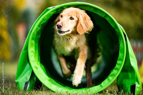 dog agility golden hovawart photo
