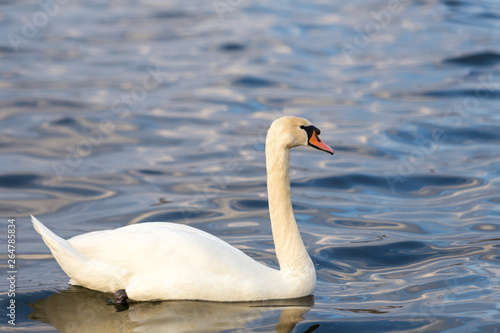 Close-up portrait of a white Swan on the water.
