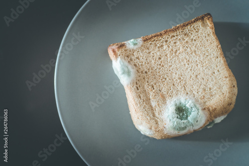 Canvas Print Rotten food: Moldy toast slices on a plate.