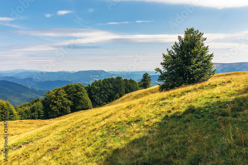 carpathian sub alpine meadows in august. beautiful mountain landscape. primeval beech forest on the edge of a hill. sunny weather with cloud formations on the blue sky. krasna ridge in the distance