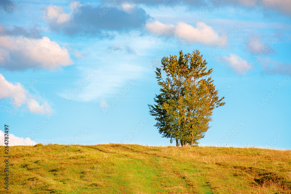 lonely tree on the hillside in warm evening light. beautiful countryside scenery at sunset. weathered grass on the meadow. gorgeous turquoise sky with dynamic clouds. lonely tree on the hillside in warm evening light. beautiful countryside scenery at sunset. weathered grass on the meadow. gorgeous turquoise sky with dynamic clouds.