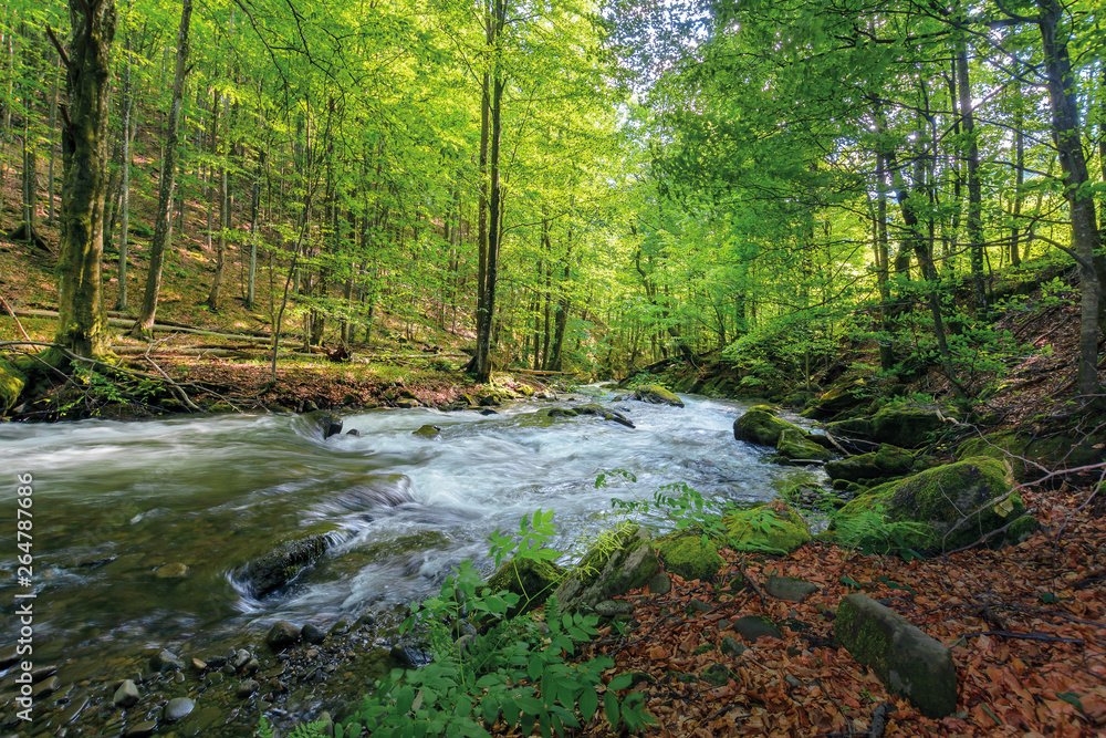 Obraz premium wild rapid river in the ancient beech forest. stones covered in moss. low angle viewpoint. powerful water flow. beautiful nature background. refreshing summer scenery