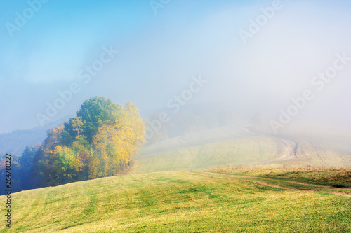 early autumn countryside scenery in foggy weather. trees in colorful foliage on the hill. wonderful bright morning background in mountains.