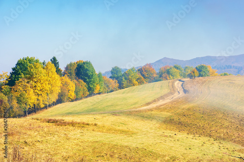 early autumn countryside scenery in foggy weather. row of trees in colorful foliage on the hill along the road. wonderful bright morning background in mountains.