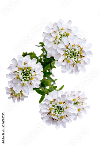 Little flower iberis sempervirens isolated on white background photo