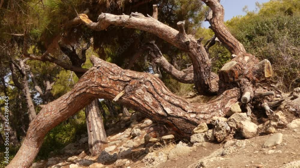 Italian Pine or stone pine (pinus pinea) - found throughout the Mediterranean coast. And now found in Asia, America and Australia. Evergreen exotic tree. Can grow on the rocks Italian Pine or stone pine (pinus pinea) - found throughout the Mediterranean coast. And now found in Asia, America and Australia. Evergreen exotic tree. Can grow on the rocks