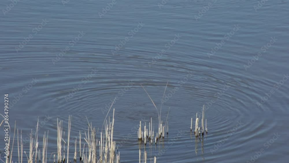 Eurasian Coot swimming and popping up in spring lake at Amager faelled Copenhagen Denmark 4K Eurasian Coot swimming and popping up in spring lake at Amager faelled Copenhagen Denmark 4K