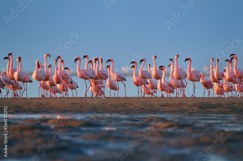 Bright pink african water birds, Lesser Flamingos, Phoenicoparrus minor,  walking during low tide on the shore of Walvis Bay, Namibia. A lot of pink flamingos, low angle photo, vivid colors. photo