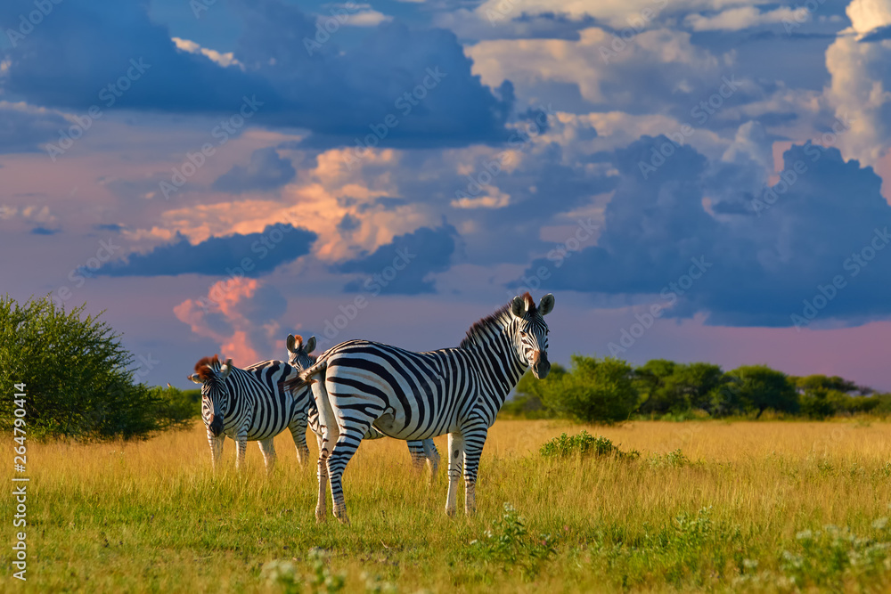 Naklejka premium Low angle view on Burchell's zebra, Equus quagga, formerly Equus burchellii, standing in the lush savanna against storm clouds. African wildlife scene in vivid colors. Nxai Pan, Botswana, Africa.