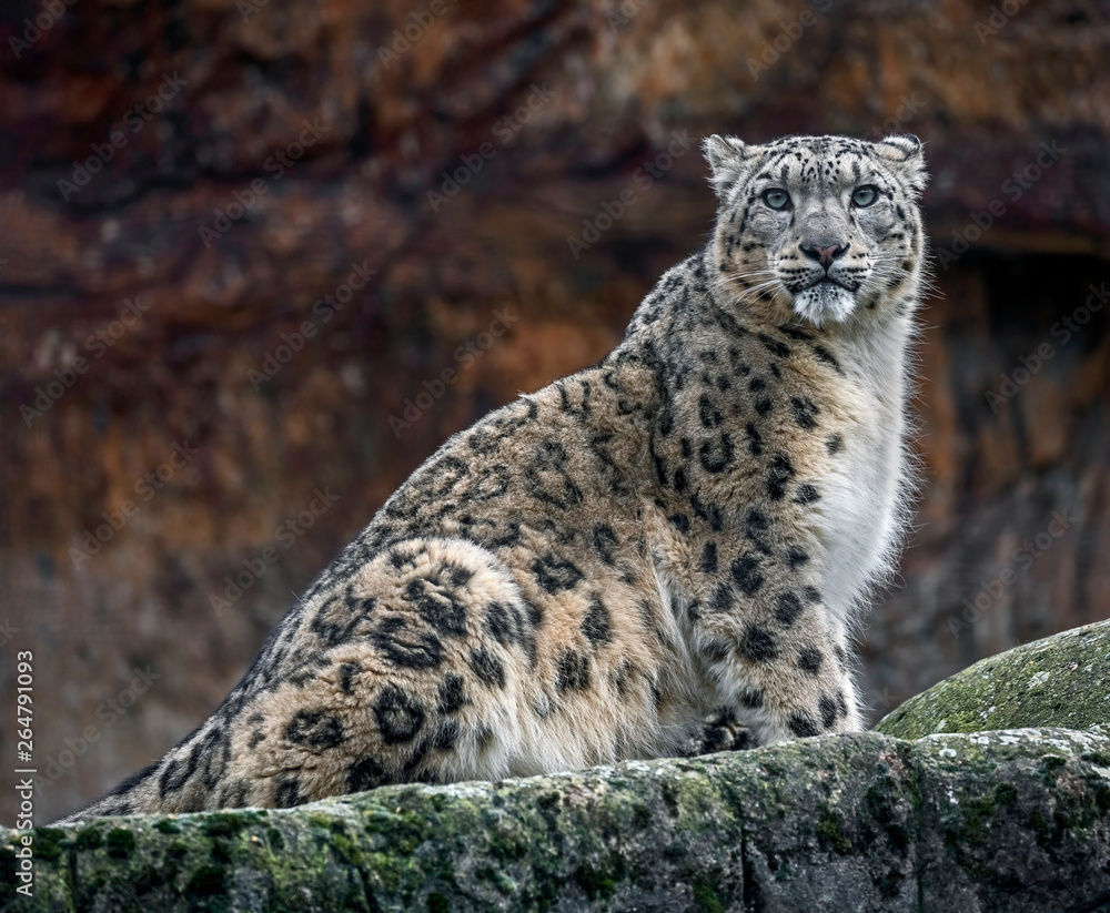Snow leopard on the rock. Latin name - Uncia uncia Snow leopard on the rock. Latin name - Uncia uncia
