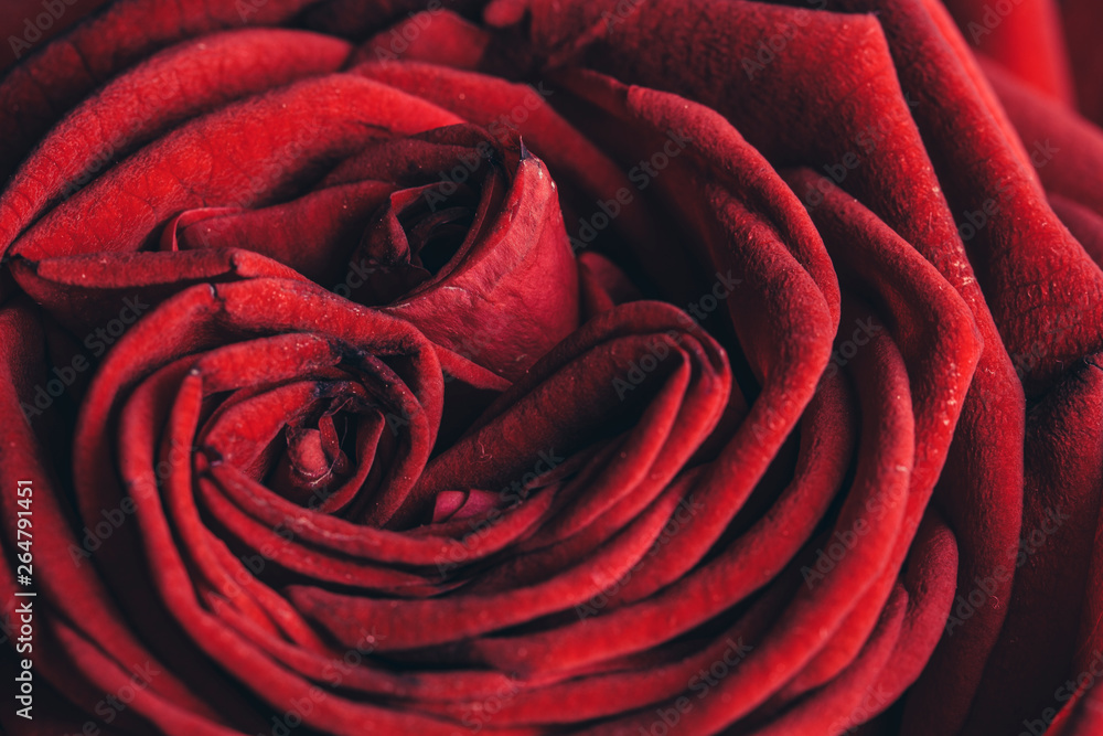 Red rose flower macro still with smooth petals on an abstract shape Red rose flower macro still with smooth petals on an abstract shape