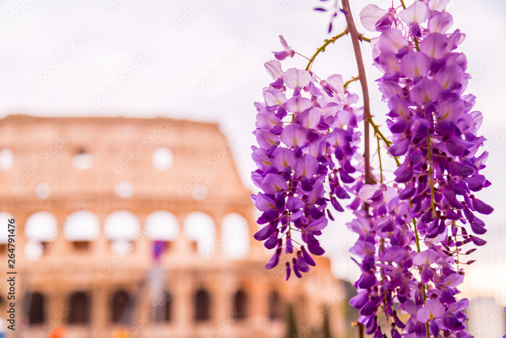 Fototapeta premium Beautiful spring blossoms and Colosseum in Rome