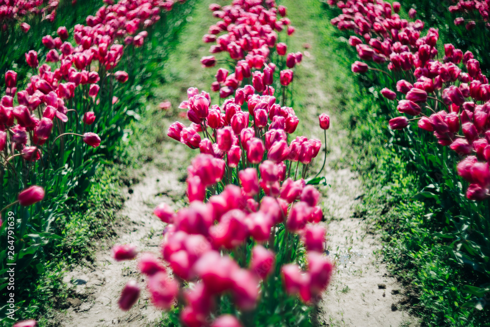 Tulips blossom. Mount Vernon, Washington, USA Tulips blossom. Mount Vernon, Washington, USA