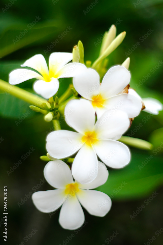 Naklejka premium White flowers make a vintage focus image style.
