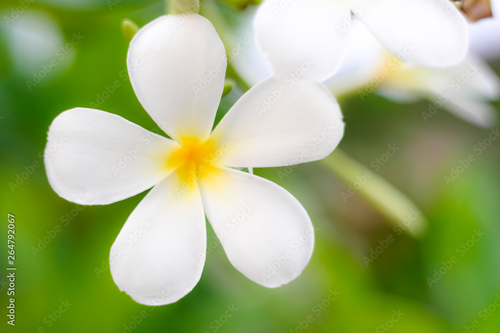 Fototapeta premium White flowers make a vintage focus image style.
