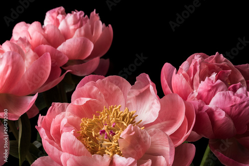 Fototapeta Naklejka Na Ścianę i Meble -  Pink peony flowers in bloom bouquet on a black background on a floral studio still