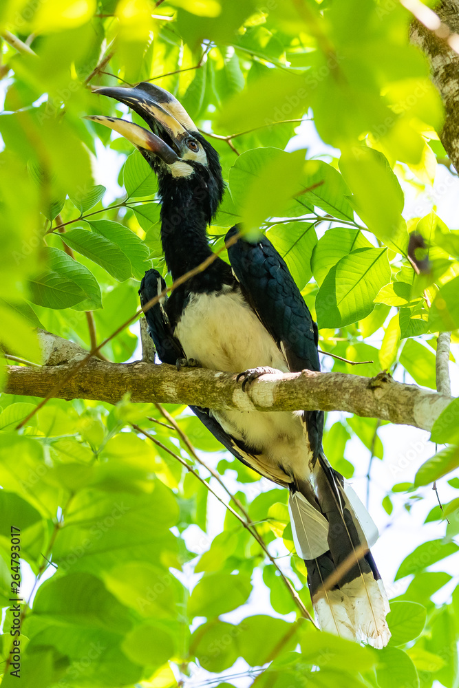 Fototapeta premium Female Oriental Pied Hornbill perching on Bo tree perch feeding on its fruit