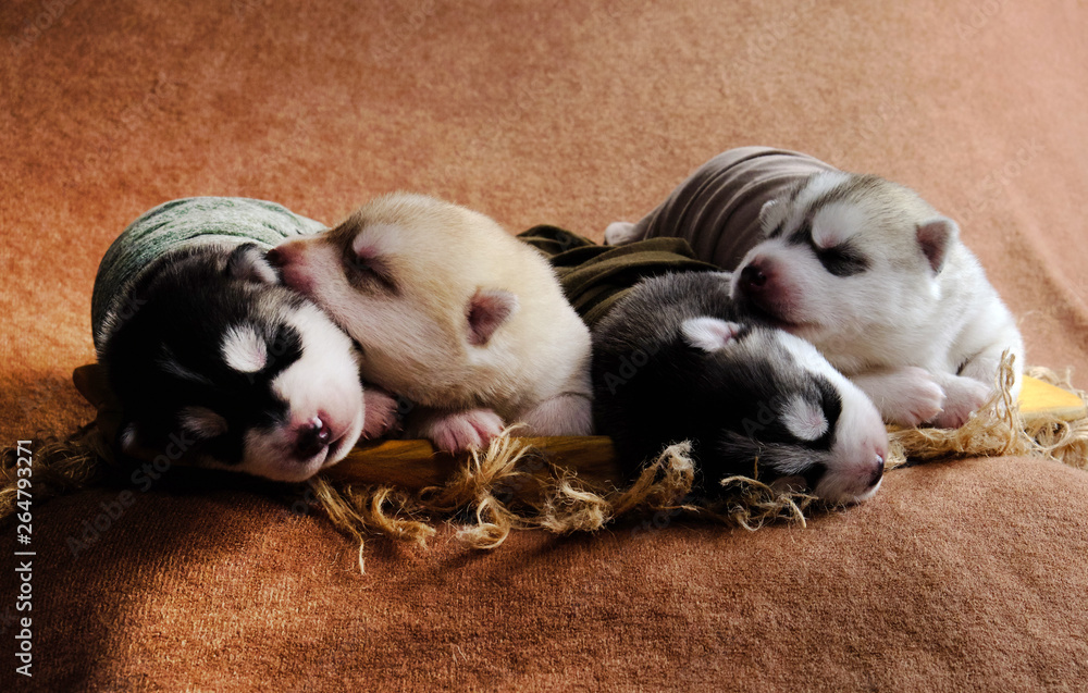 Newborn Siberian Husky puppies shot in newborn style Newborn Siberian Husky puppies shot in newborn style
