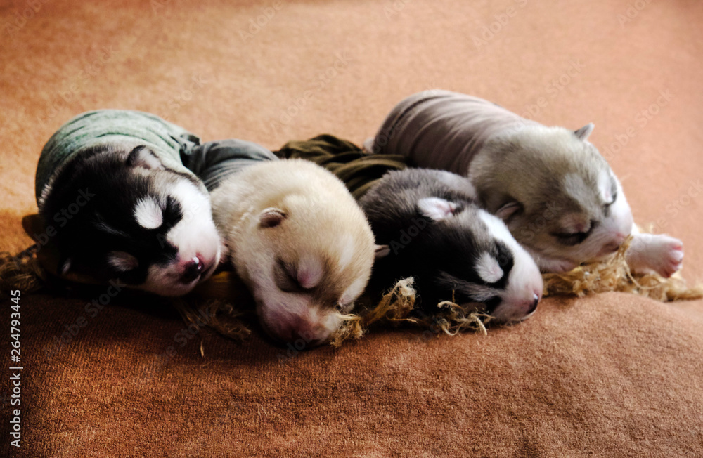 Newborn Siberian Husky puppies shot in newborn style Newborn Siberian Husky puppies shot in newborn style