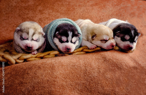 Newborn Siberian Husky puppies shot in newborn style © Ilya L