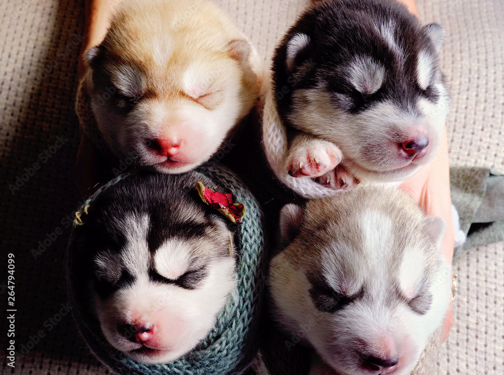Newborn siberian hot sale husky puppies