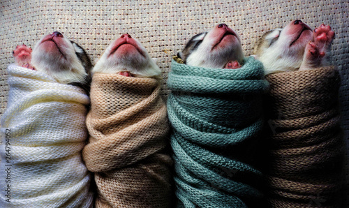 Newborn Siberian Husky puppies shot in newborn style