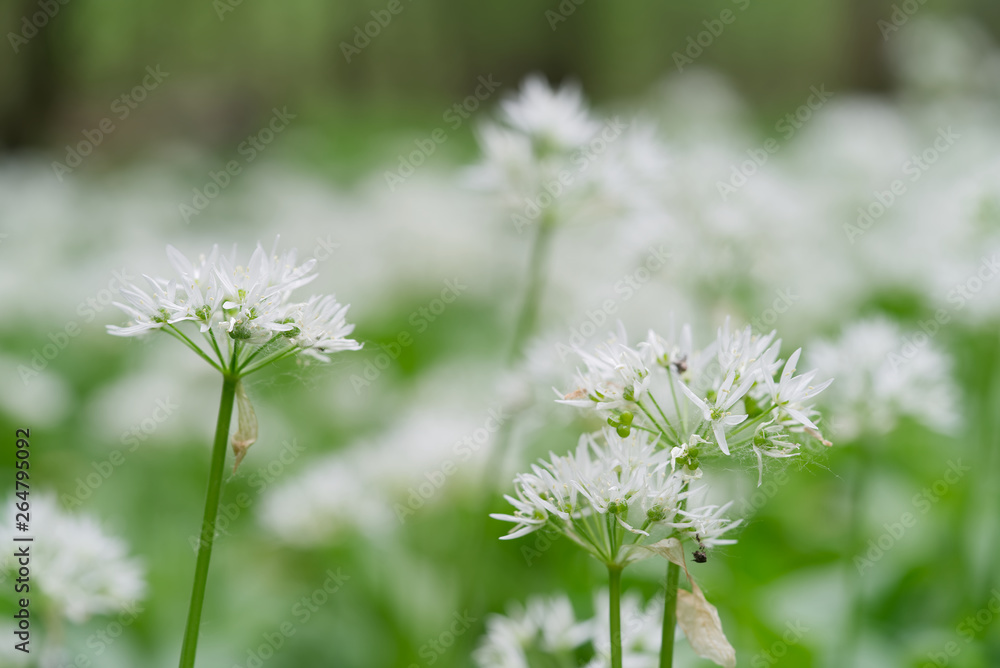 Blooming plant Allium ursinum growing in the floodplain forest. Also known as wild garlic, ramsons, buckrams, broad-leaved garlic, wood garlic, bear leek or bear's garlic. Blooming plant Allium ursinum growing in the floodplain forest. Also known as wild garlic, ramsons, buckrams, broad-leaved garlic, wood garlic, bear leek or bear's garlic.