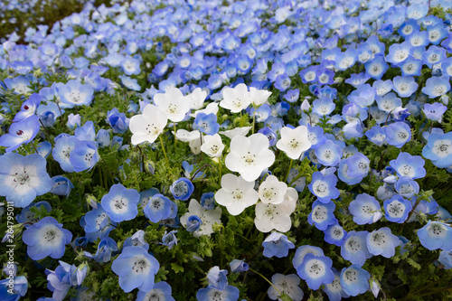 青と白のネモフィラ　国営武蔵丘陵森林公園