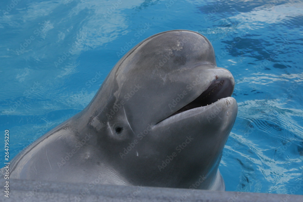 Fototapeta premium beluga