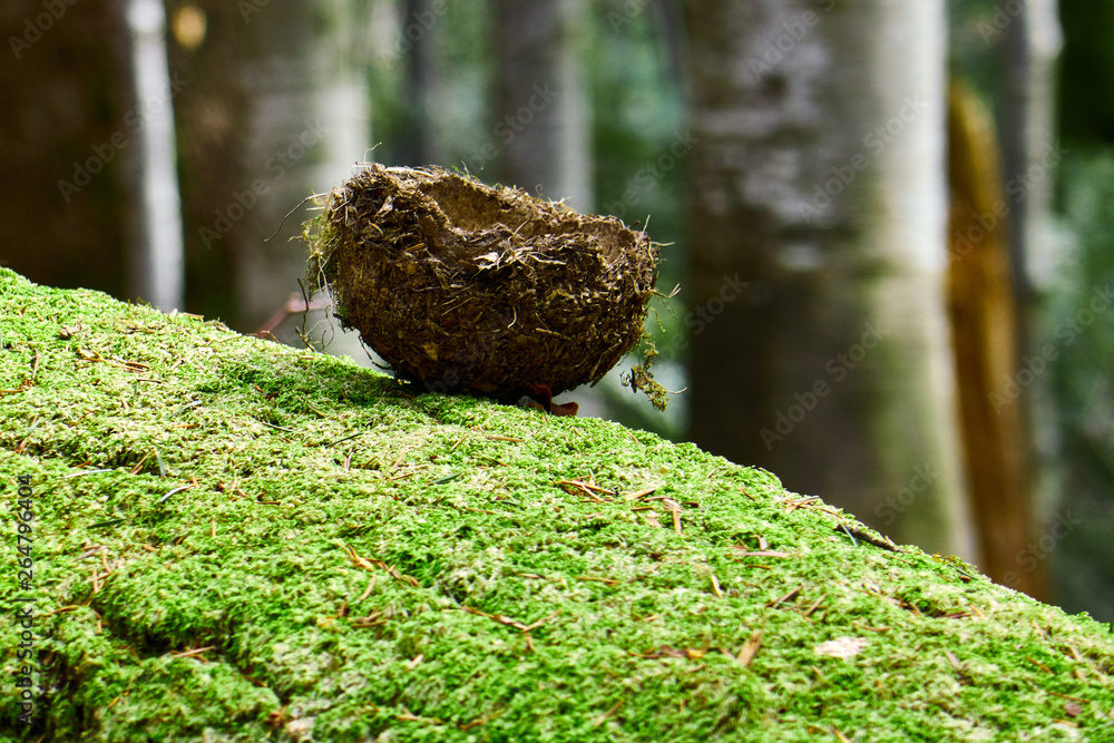 bird's nest in the hands , abandoned nest on green moss