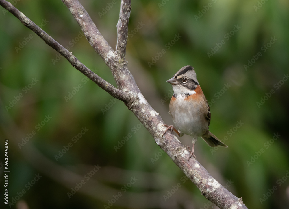 Chingolo (Zonotrichia capensis) Chingolo (Zonotrichia capensis)