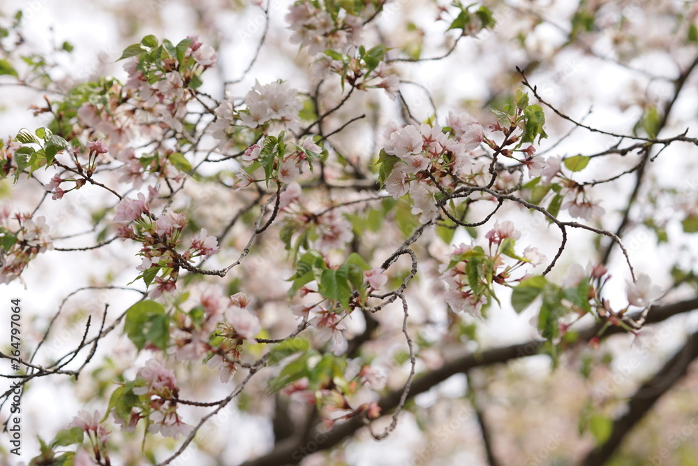 Fototapeta premium 流れるような枝に咲く桜