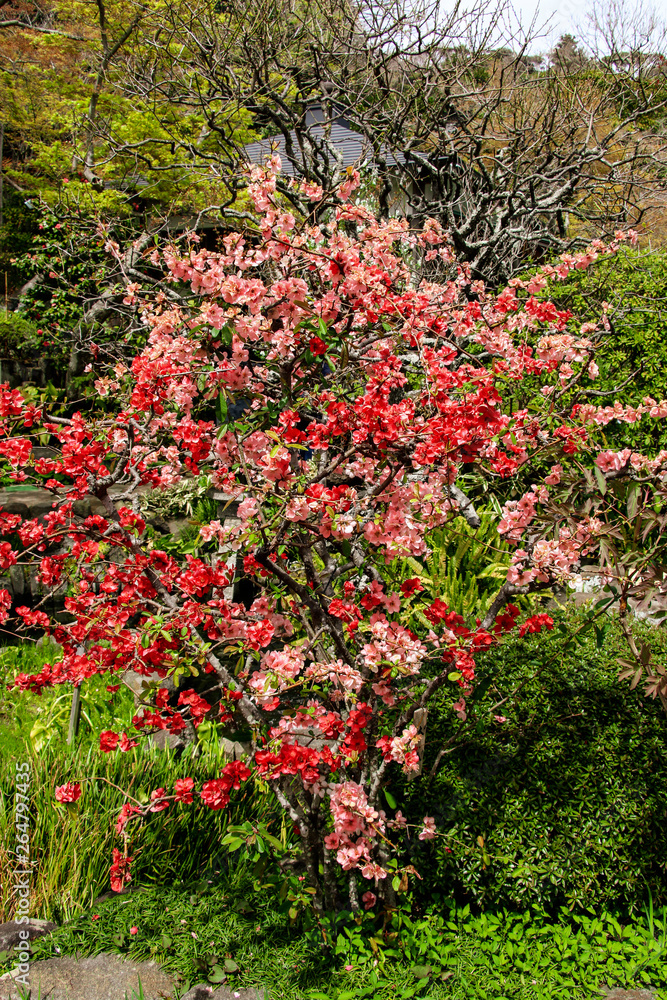 Japanese quince (Chaenomeles) bush blossoming with red flowers