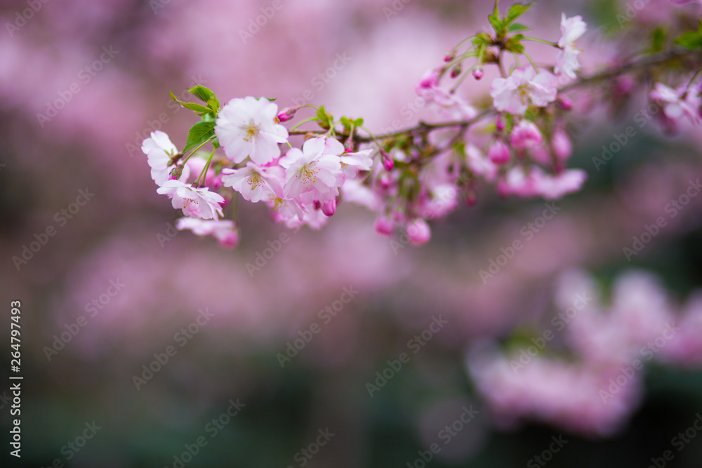 Japanese cherry blossoms in refreshing spring sunshine Japanese cherry blossoms in refreshing spring sunshine