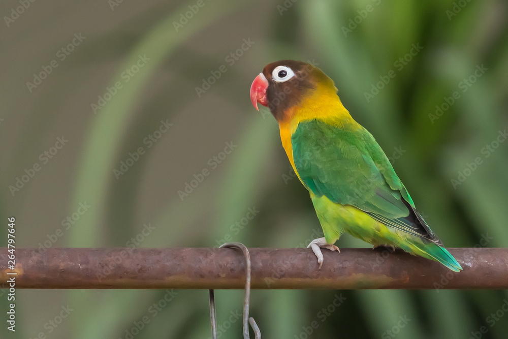 Obraz premium Yellow-collared Lovebird perching on iron bar isolated on blur background