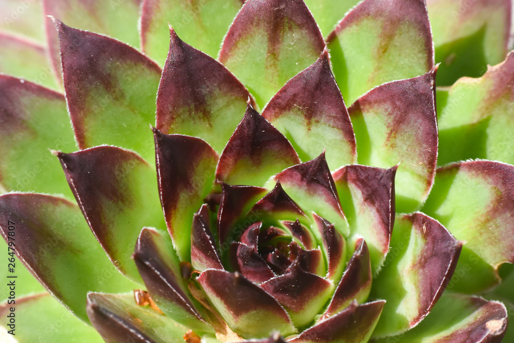 Common houseleek, Sempervivum tectorum, close up. Houseleek background