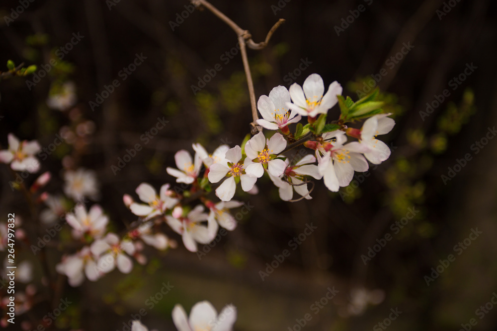 Background of beautiful Cherry blossom flowers Background of beautiful Cherry blossom flowers
