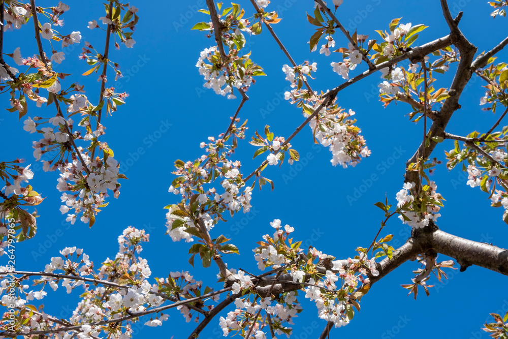 Cherry blossoms on the trees, on the spring season in Fundao, Portugal, Europe