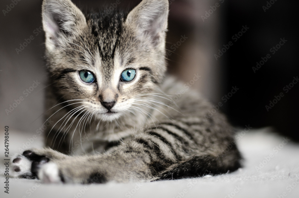 Portrait of a cute grey small cat with blue eyes.