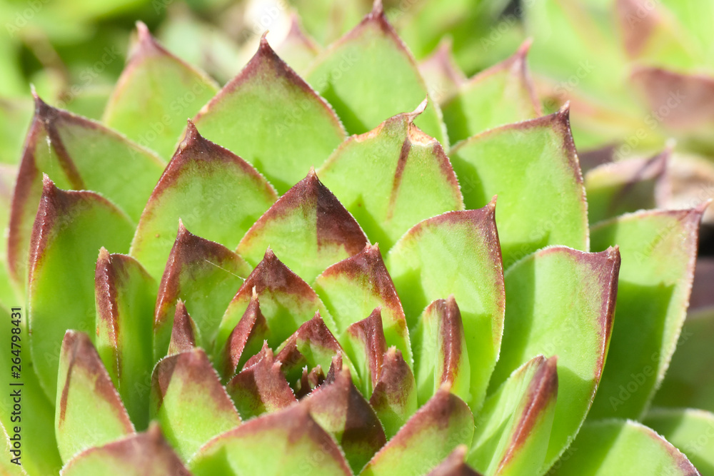 Common houseleek, Sempervivum tectorum, close up. Houseleek background Common houseleek, Sempervivum tectorum, close up. Houseleek background