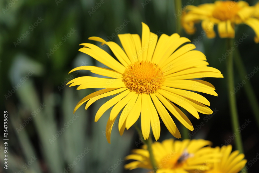 yellow flowers in the garden yellow flowers in the garden