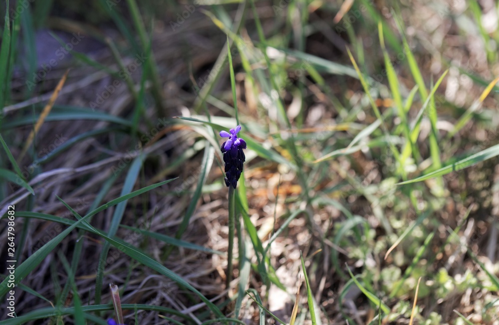 Blossom of a common grape hyacinth, Muscari neglectum Blossom of a common grape hyacinth, Muscari neglectum