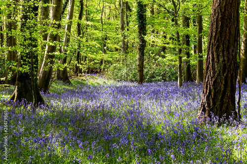 Bluebells in woodland