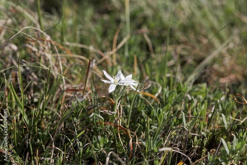 Flower of the Star-of-Bethlehem plant Ornithogalum kochii photo